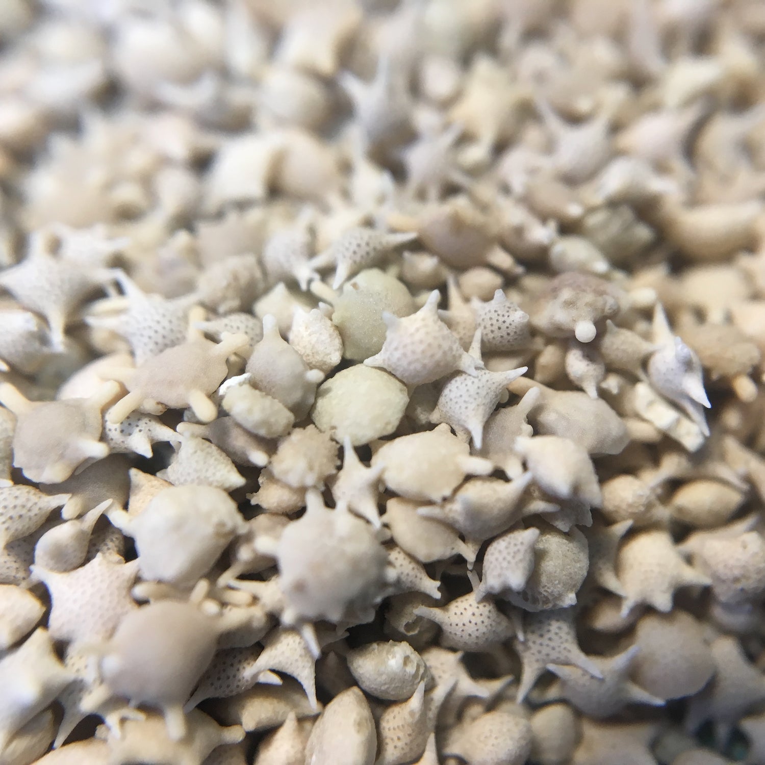 Japanese Star Sand