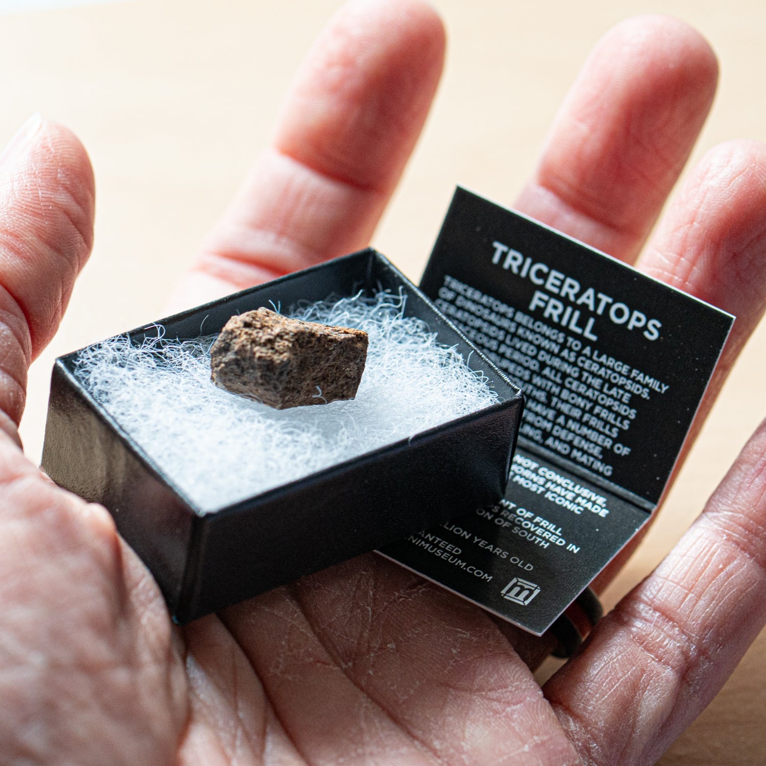 Terrific Triceratops Frill Pocket Fossil