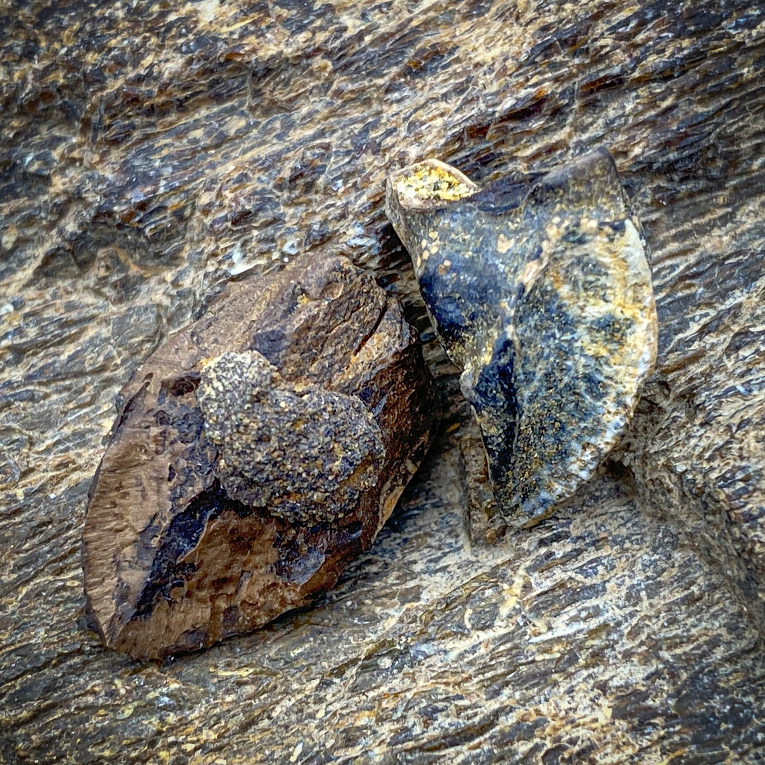 Triceratops Tooth